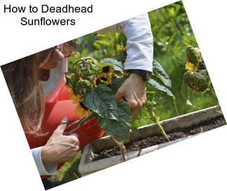 How to Deadhead Sunflowers