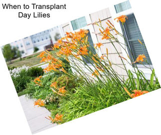 When to Transplant Day Lilies