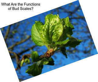 What Are the Functions of Bud Scales?