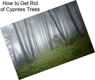 How to Get Rid of Cypress Trees