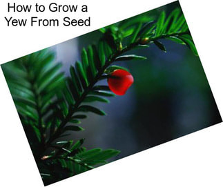 How to Grow a Yew From Seed