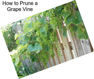 How to Prune a Grape Vine