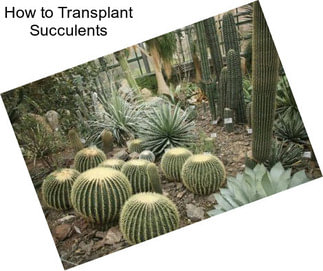 How to Transplant Succulents