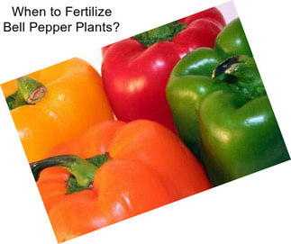 When to Fertilize Bell Pepper Plants?