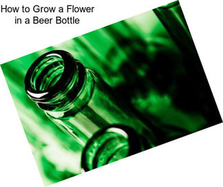 How to Grow a Flower in a Beer Bottle