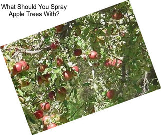 What Should You Spray Apple Trees With?