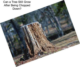 Can a Tree Still Grow After Being Chopped Down?