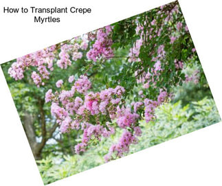 How to Transplant Crepe Myrtles