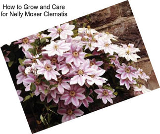 How to Grow and Care for Nelly Moser Clematis