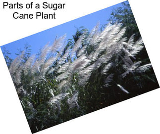 Parts of a Sugar Cane Plant