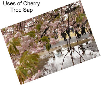 Uses of Cherry Tree Sap