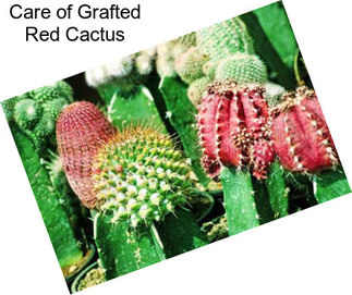 Care of Grafted Red Cactus