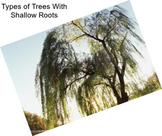 Types of Trees With Shallow Roots