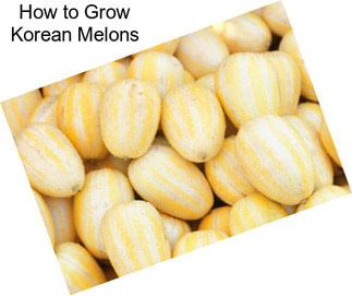 How to Grow Korean Melons