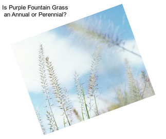 Is Purple Fountain Grass an Annual or Perennial?