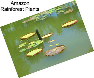 Amazon Rainforest Plants