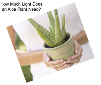 How Much Light Does an Aloe Plant Need?