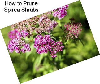 How to Prune Spirea Shrubs