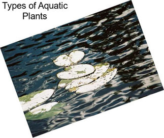 Types of Aquatic Plants