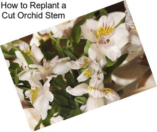 How to Replant a Cut Orchid Stem