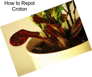 How to Repot Croton