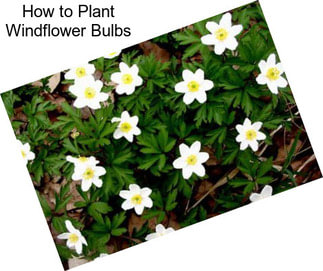 How to Plant Windflower Bulbs