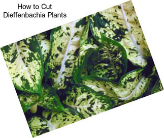 How to Cut Dieffenbachia Plants