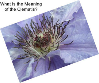 What Is the Meaning of the Clematis?