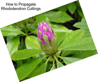 How to Propagate Rhododendron Cuttings