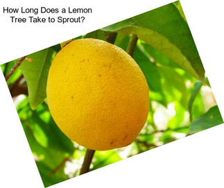 How Long Does a Lemon Tree Take to Sprout?