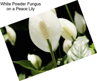 White Powder Fungus on a Peace Lily