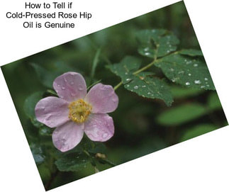 How to Tell if Cold-Pressed Rose Hip Oil is Genuine