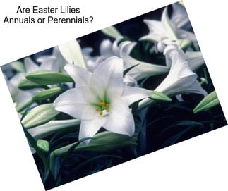 Are Easter Lilies Annuals or Perennials?