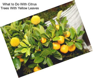 What to Do With Citrus Trees With Yellow Leaves