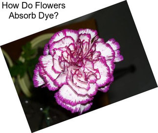 How Do Flowers Absorb Dye?