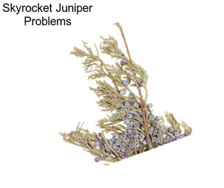 Skyrocket Juniper Problems