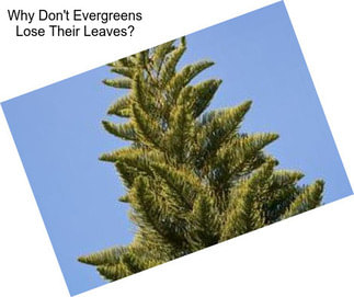 Why Don\'t Evergreens Lose Their Leaves?
