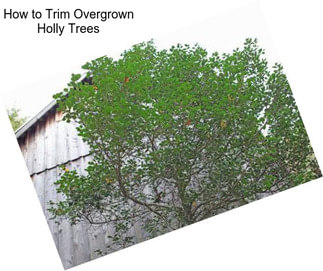 How to Trim Overgrown Holly Trees