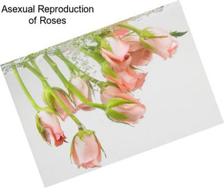 Asexual Reproduction of Roses