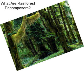 What Are Rainforest Decomposers?