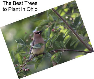 The Best Trees to Plant in Ohio