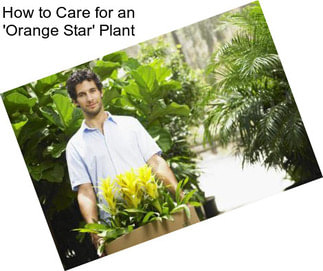 How to Care for an \'Orange Star\' Plant