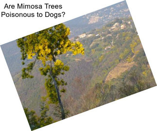 Are Mimosa Trees Poisonous to Dogs?
