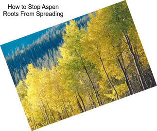 How to Stop Aspen Roots From Spreading