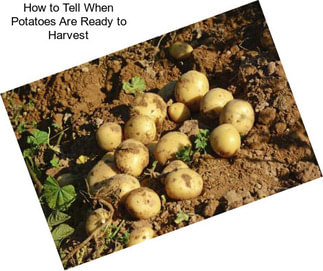 How to Tell When Potatoes Are Ready to Harvest