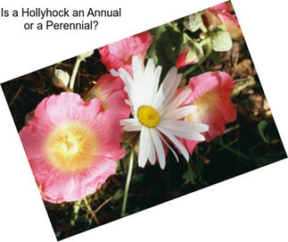 Is a Hollyhock an Annual or a Perennial?