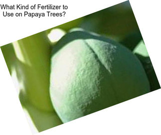 What Kind of Fertilizer to Use on Papaya Trees?