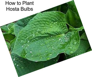 How to Plant Hosta Bulbs