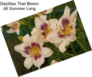 Daylilies That Bloom All Summer Long