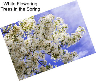 White Flowering Trees in the Spring